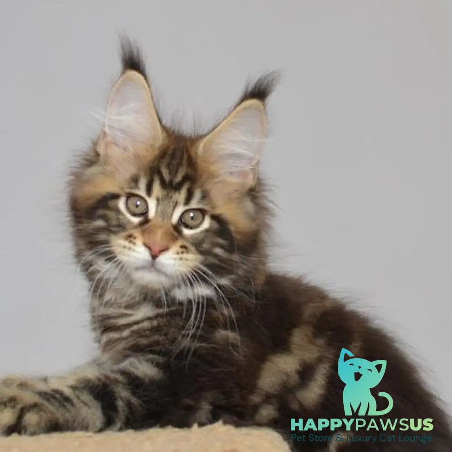 Knyaz Maine Coon male black tabby - live animals