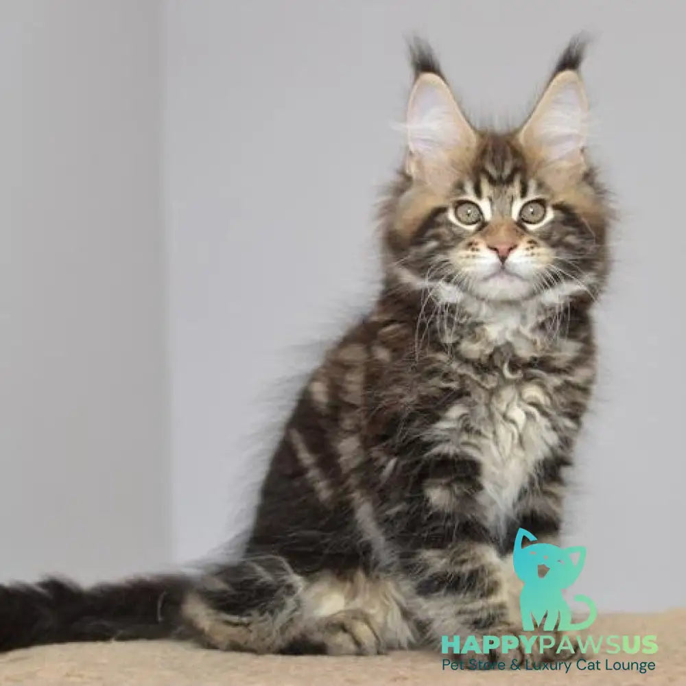 Knyaz Maine Coon male black tabby - live animals