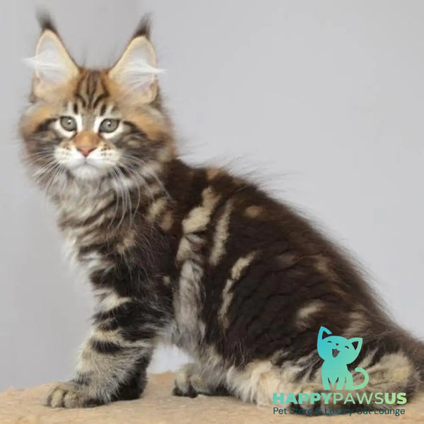 Knyaz Maine Coon male black tabby - live animals
