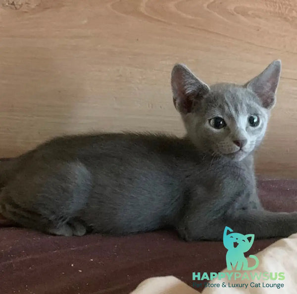 Kobe Russian Blue male blue - live animals