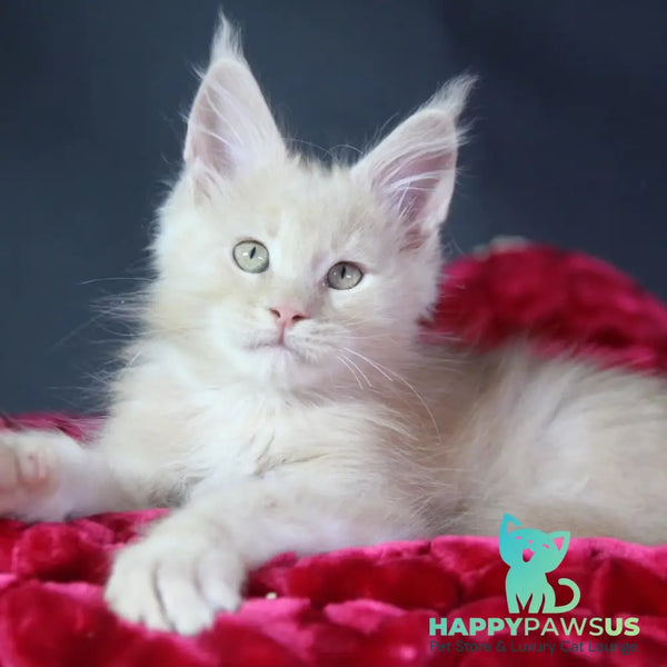 Koda Maine Coon male cream - live animals