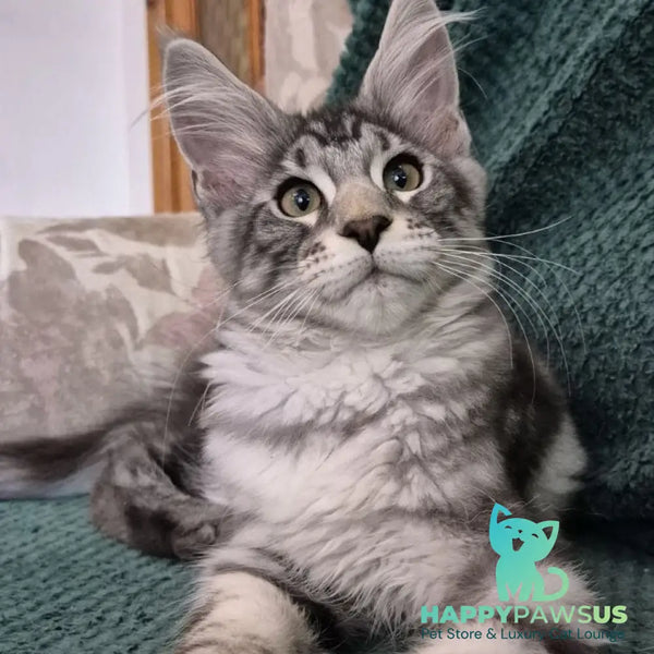 Kohinoor Maine Coon male black silver tabby - live animals