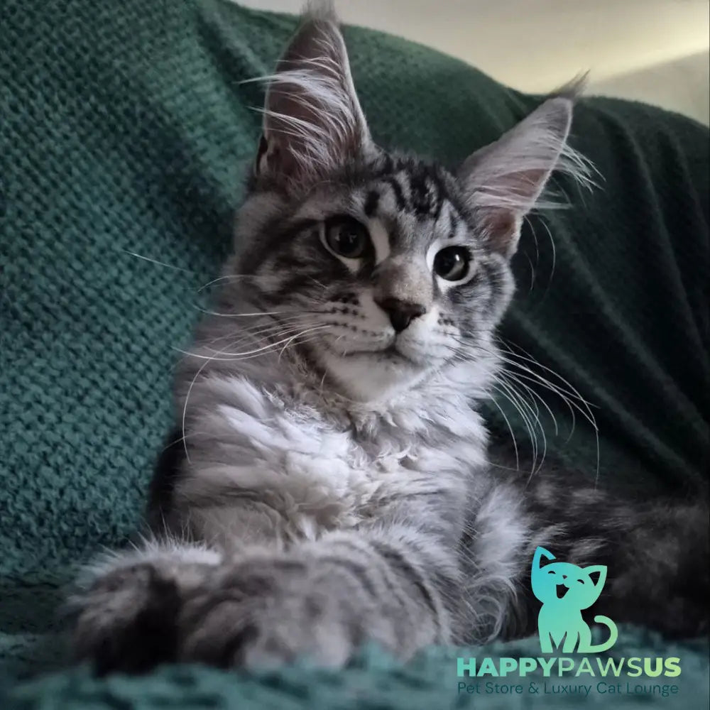 Kohinoor Maine Coon male black silver tabby - live animals