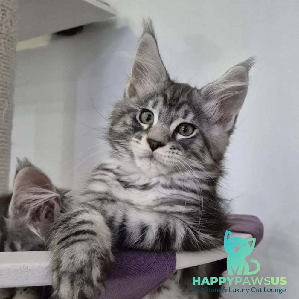 Kohinoor Maine Coon male black silver tabby - live animals