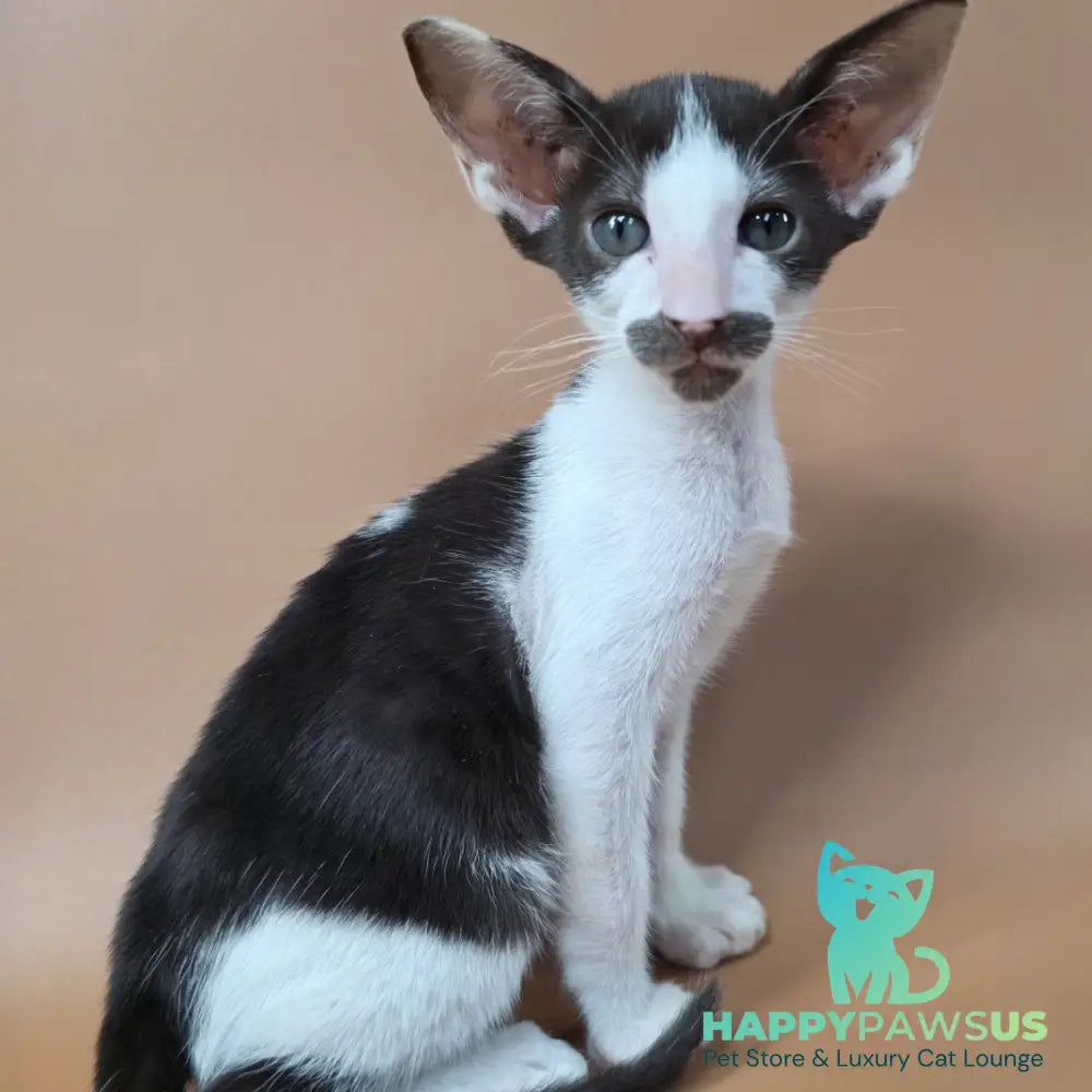 Koji Oriental Shorthair male chocolate bicolour - live animals