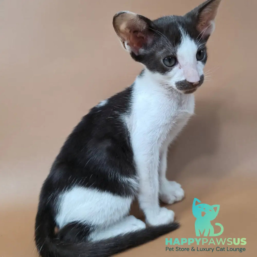 Koji Oriental Shorthair male chocolate bicolour - live animals