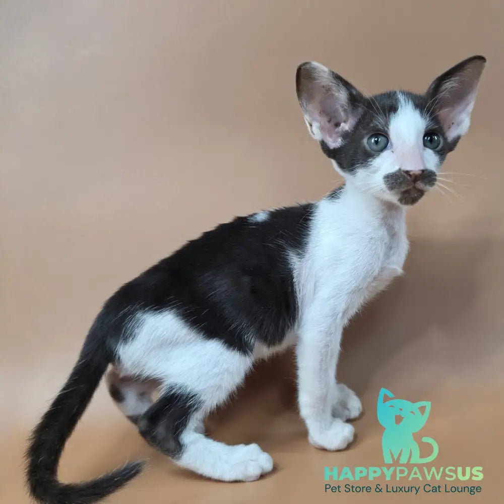 Koji Oriental Shorthair male chocolate bicolour - live animals