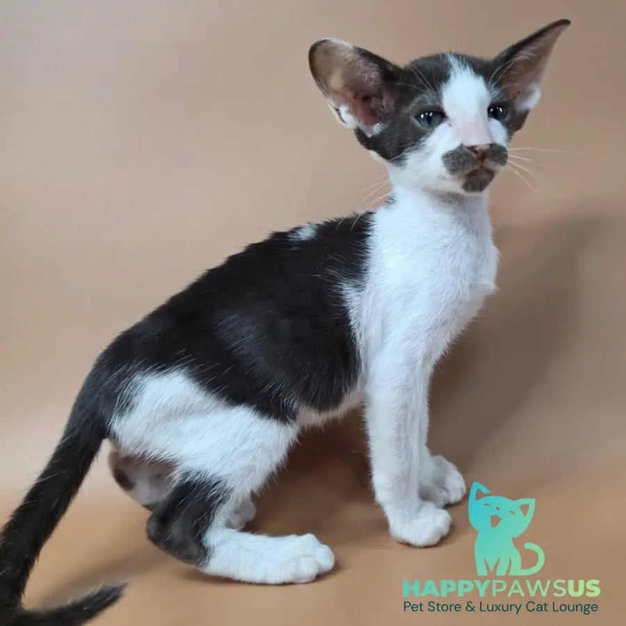 Koji Oriental Shorthair male chocolate bicolour - live animals