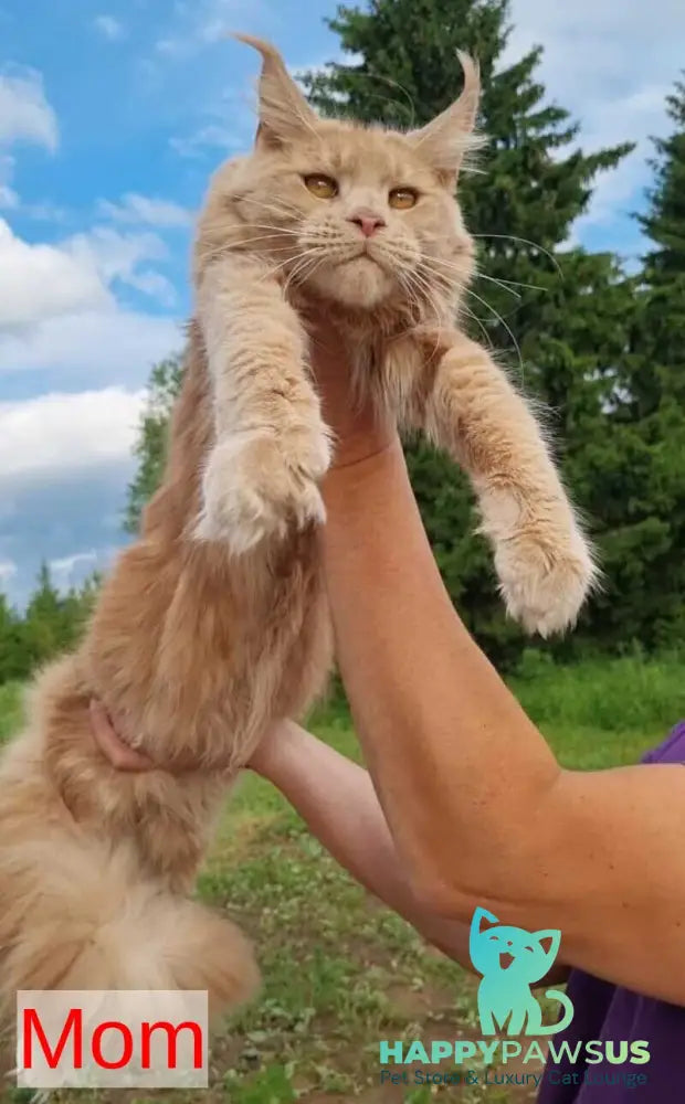 Koketka Maine Coon female black tortie live animals
