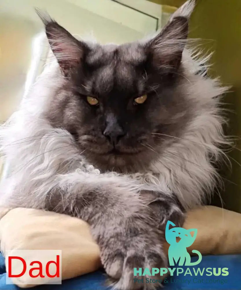 Koketka Maine Coon female black tortie live animals