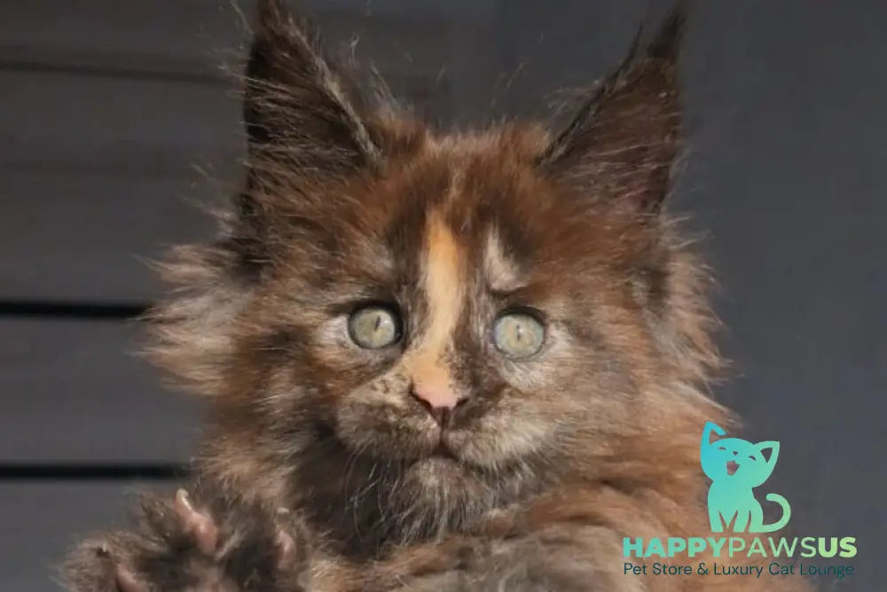 Koketka Maine Coon female black tortie live animals