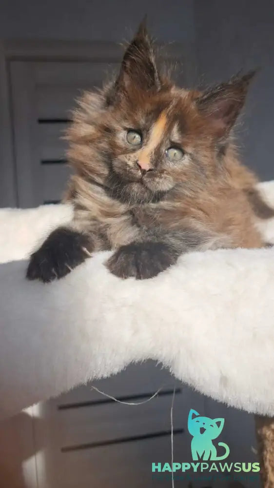 Koketka Maine Coon female black tortie live animals