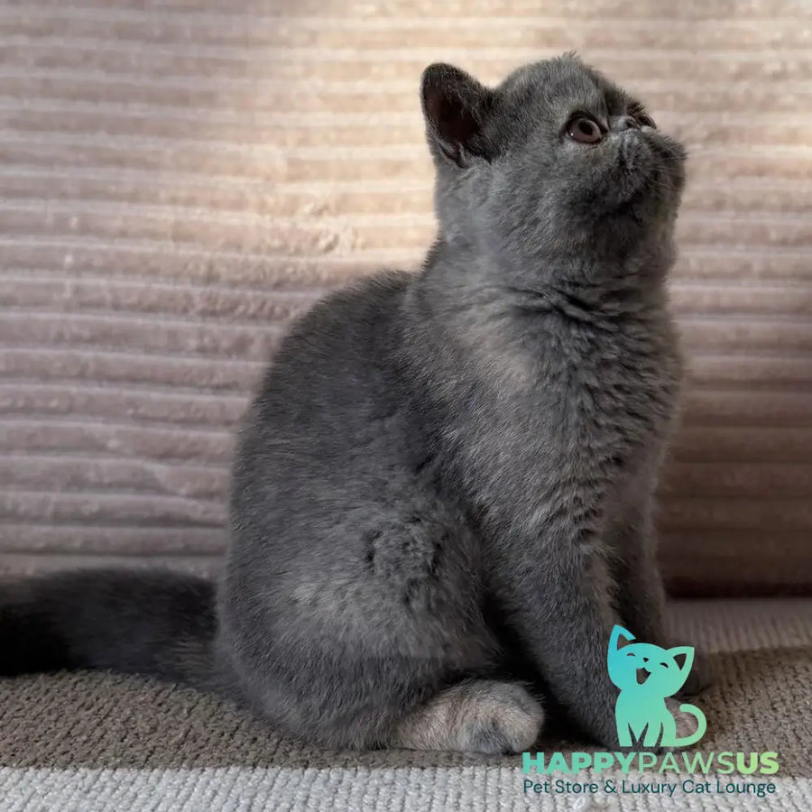 Koko Chanel Exotic female blue tortie