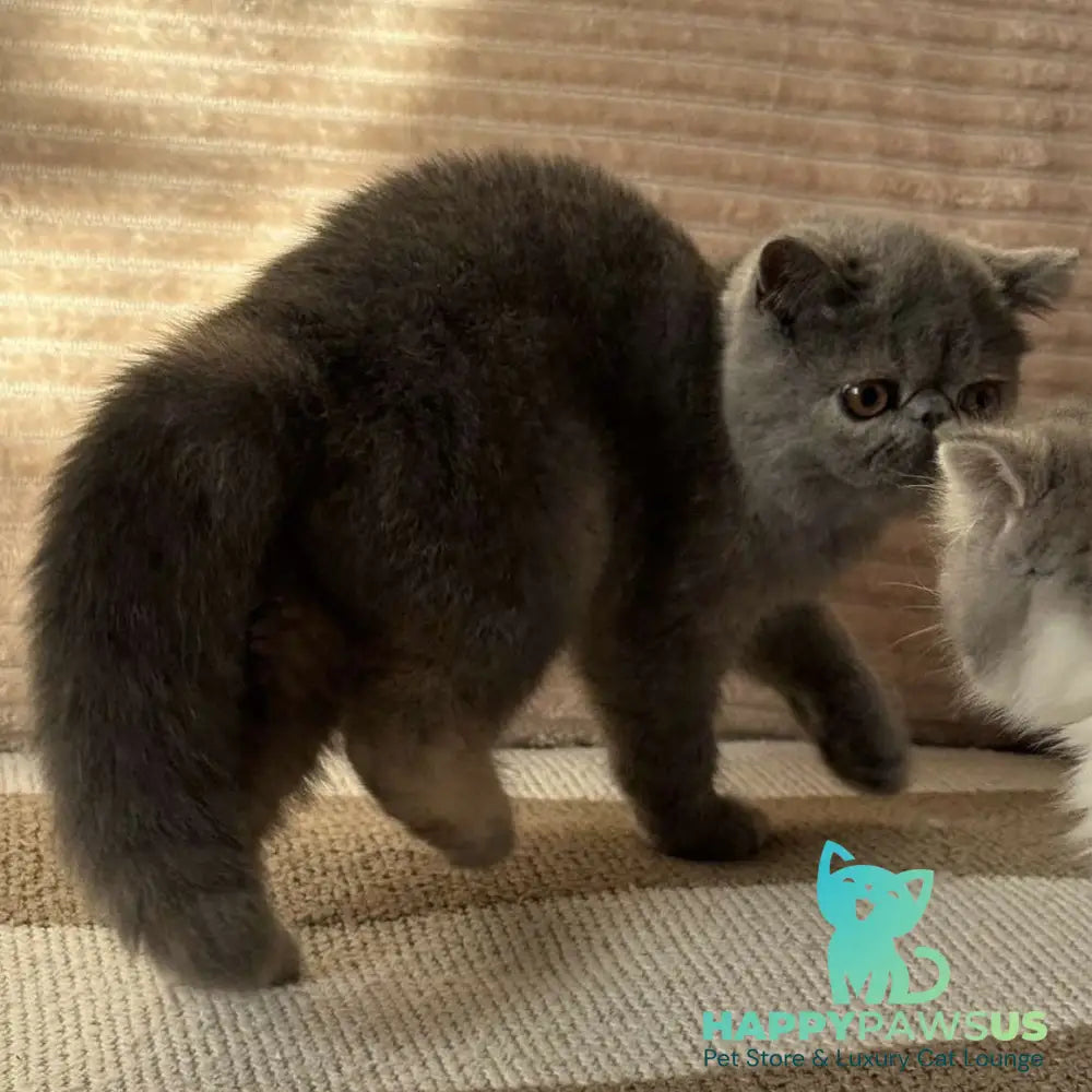 Koko Chanel Exotic female blue tortie