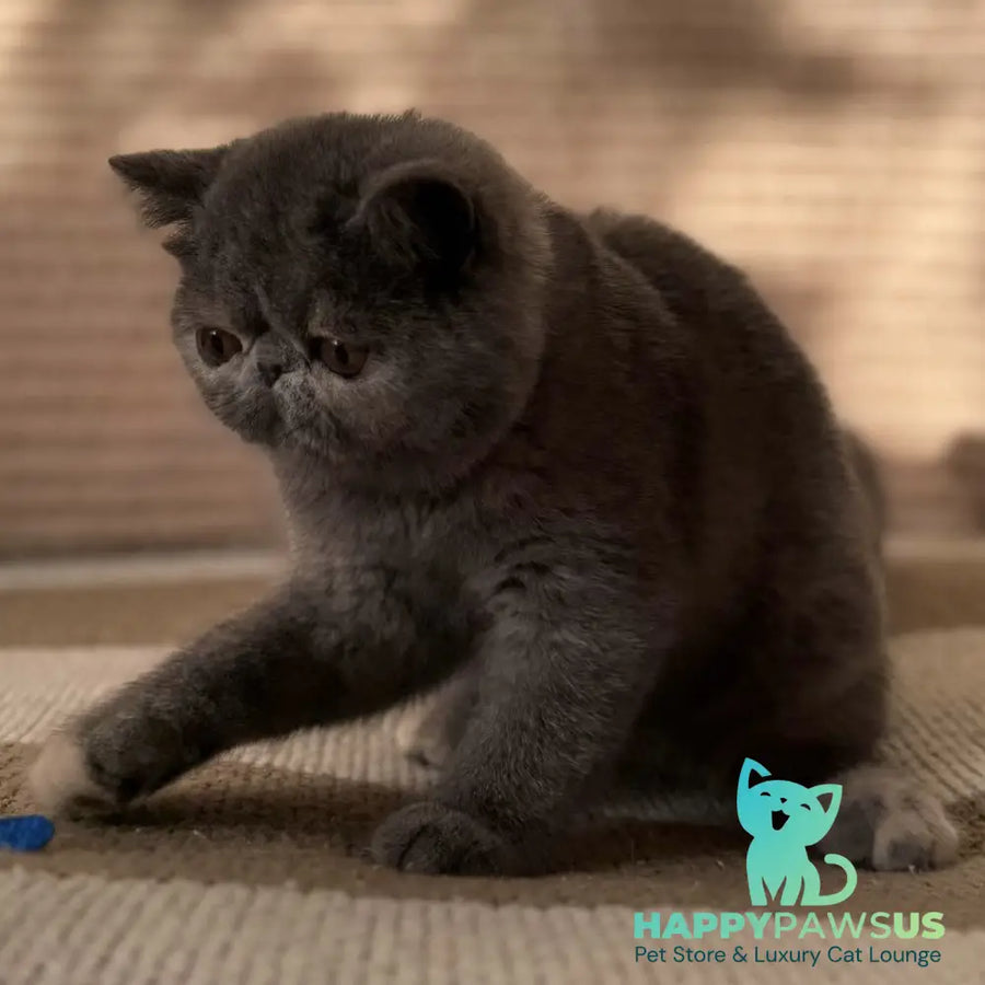 Koko Chanel Exotic female blue tortie