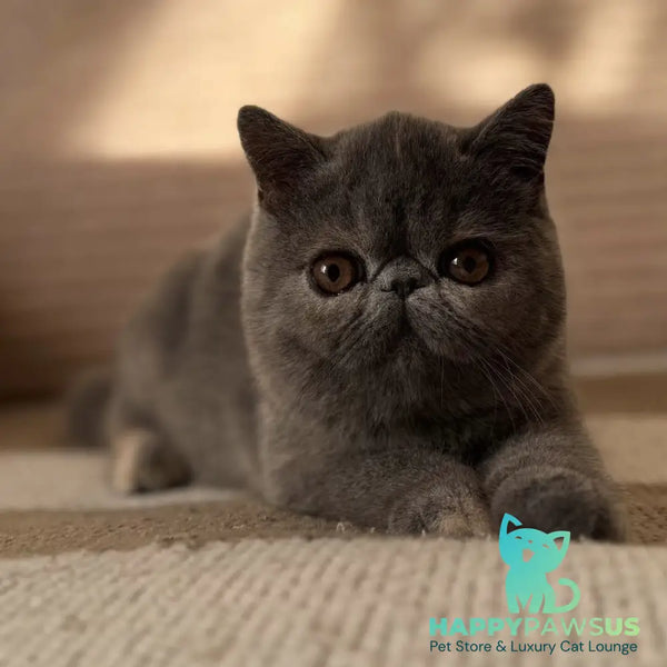 Koko Chanel Exotic female blue tortie