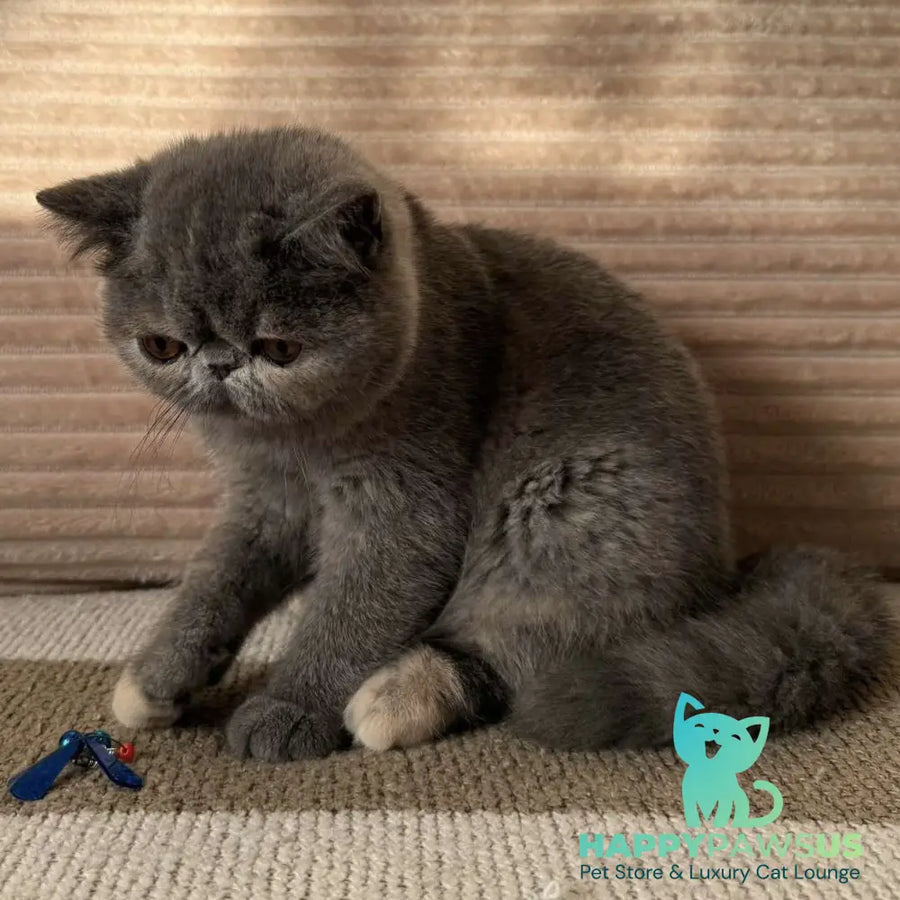 Koko Chanel Exotic female blue tortie
