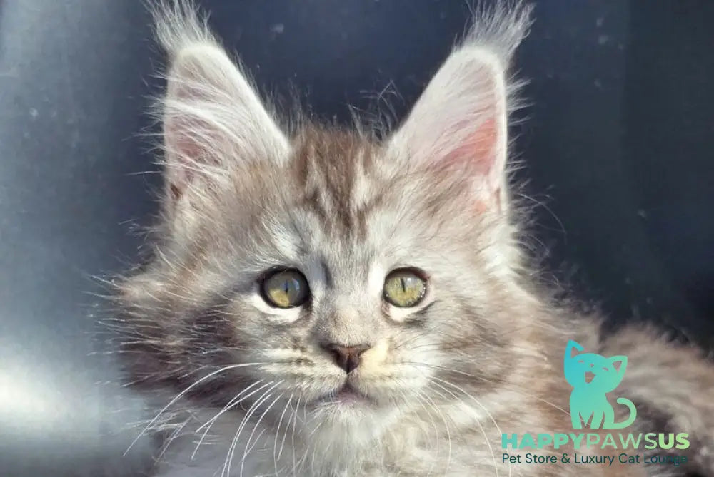 Koko Maine Coon female black silver ticked tabby - live animals