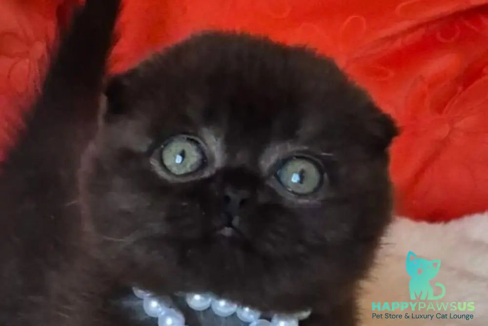 Koko Scottish Fold female chocolate - live animals