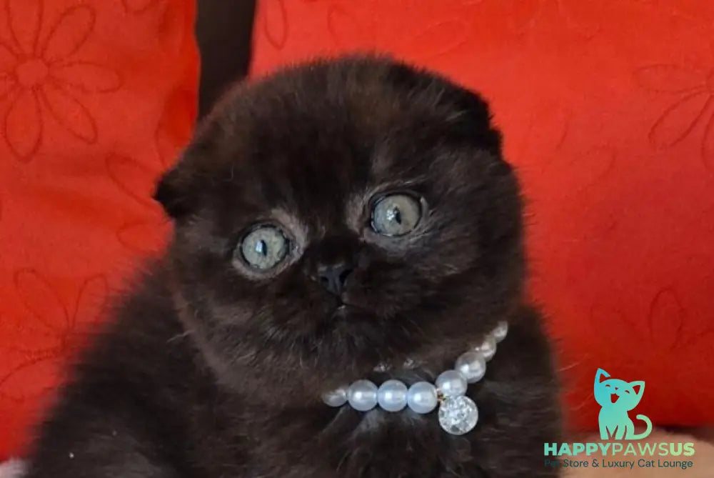 Koko Scottish Fold female chocolate - live animals