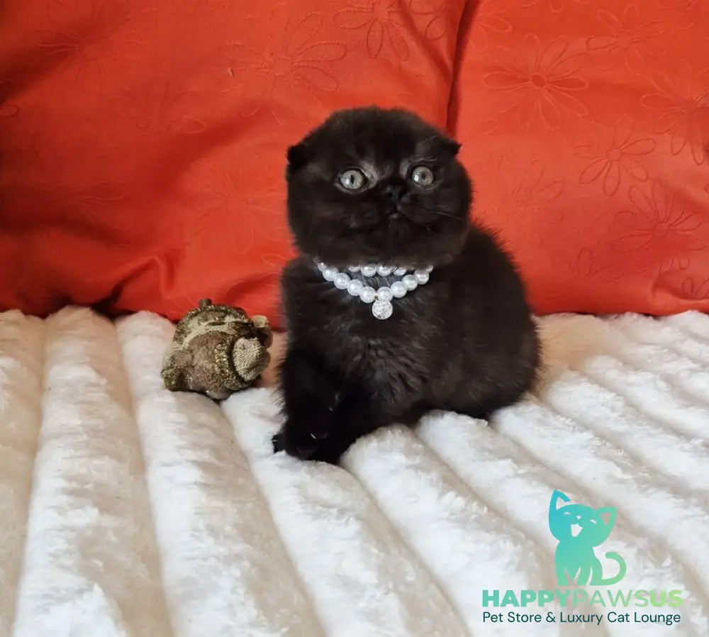 Koko Scottish Fold female chocolate - live animals