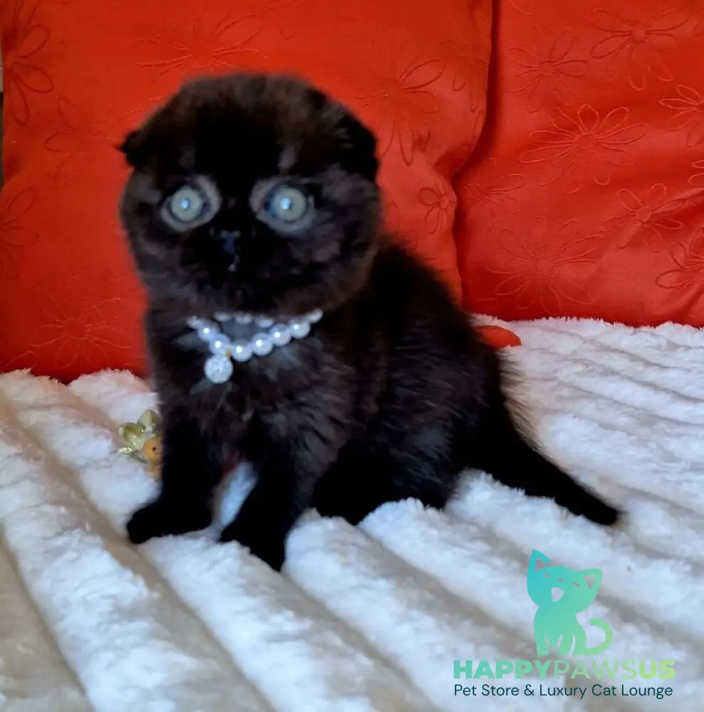 Koko Scottish Fold female chocolate - live animals