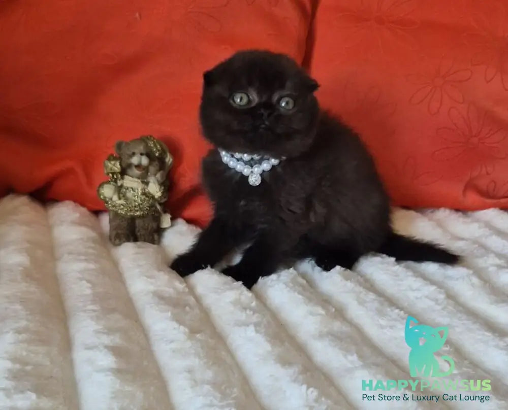 Koko Scottish Fold female chocolate - live animals