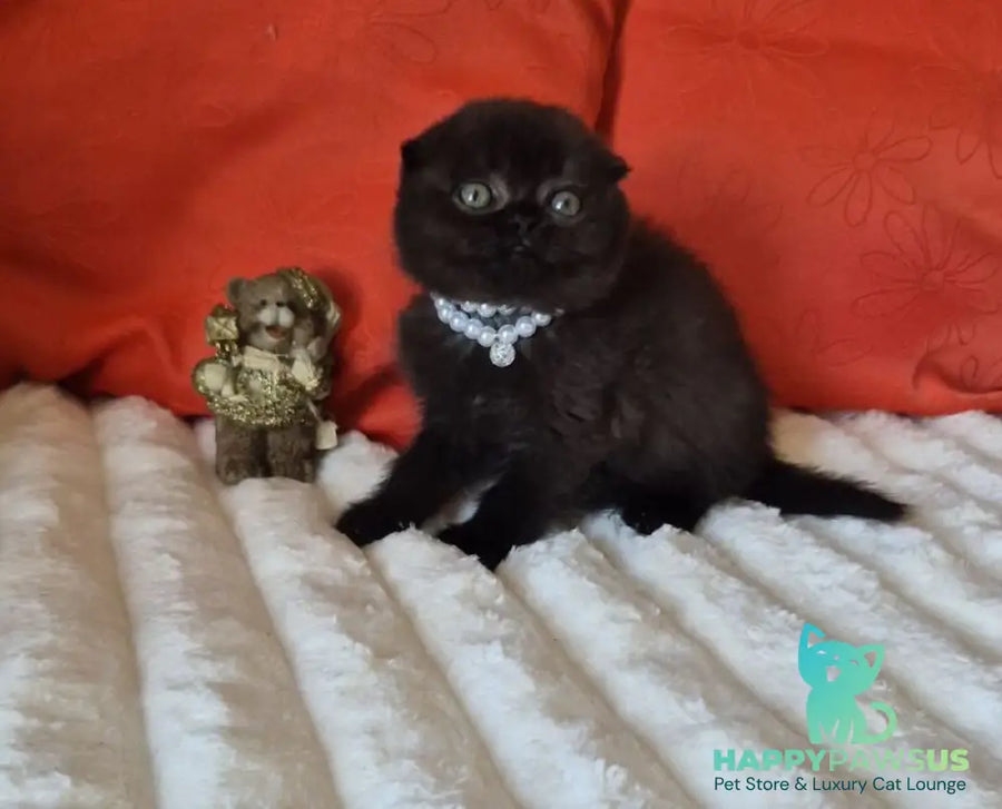 Koko Scottish Fold female chocolate - live animals