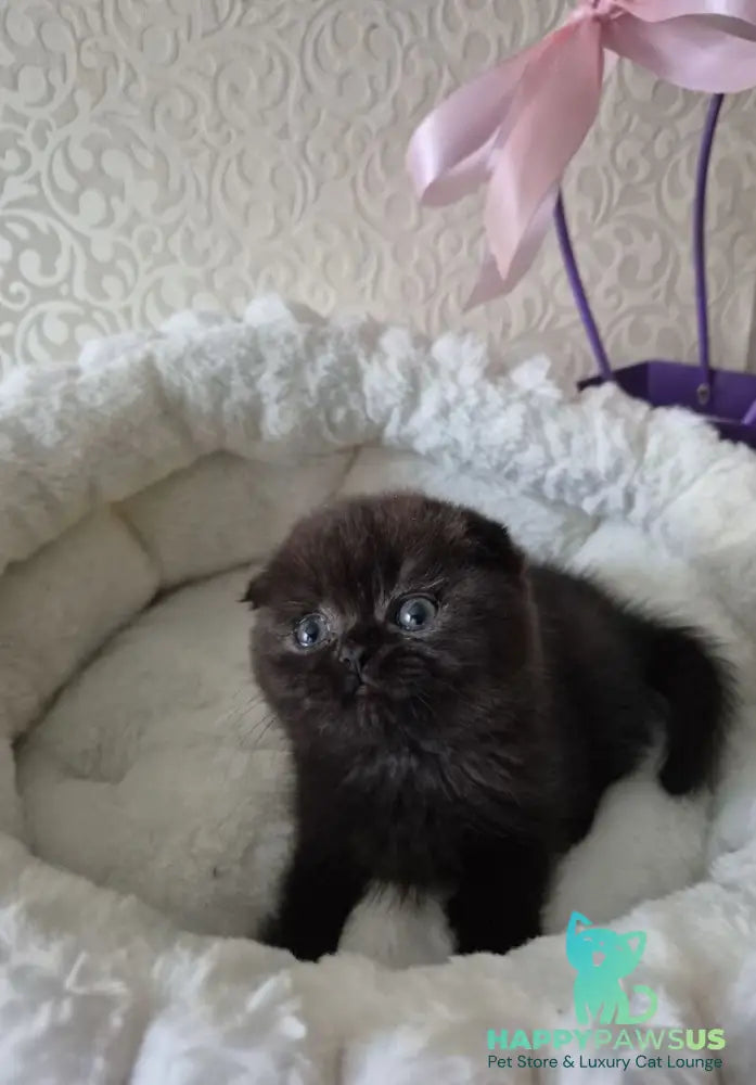 Koko Scottish Fold female chocolate - live animals