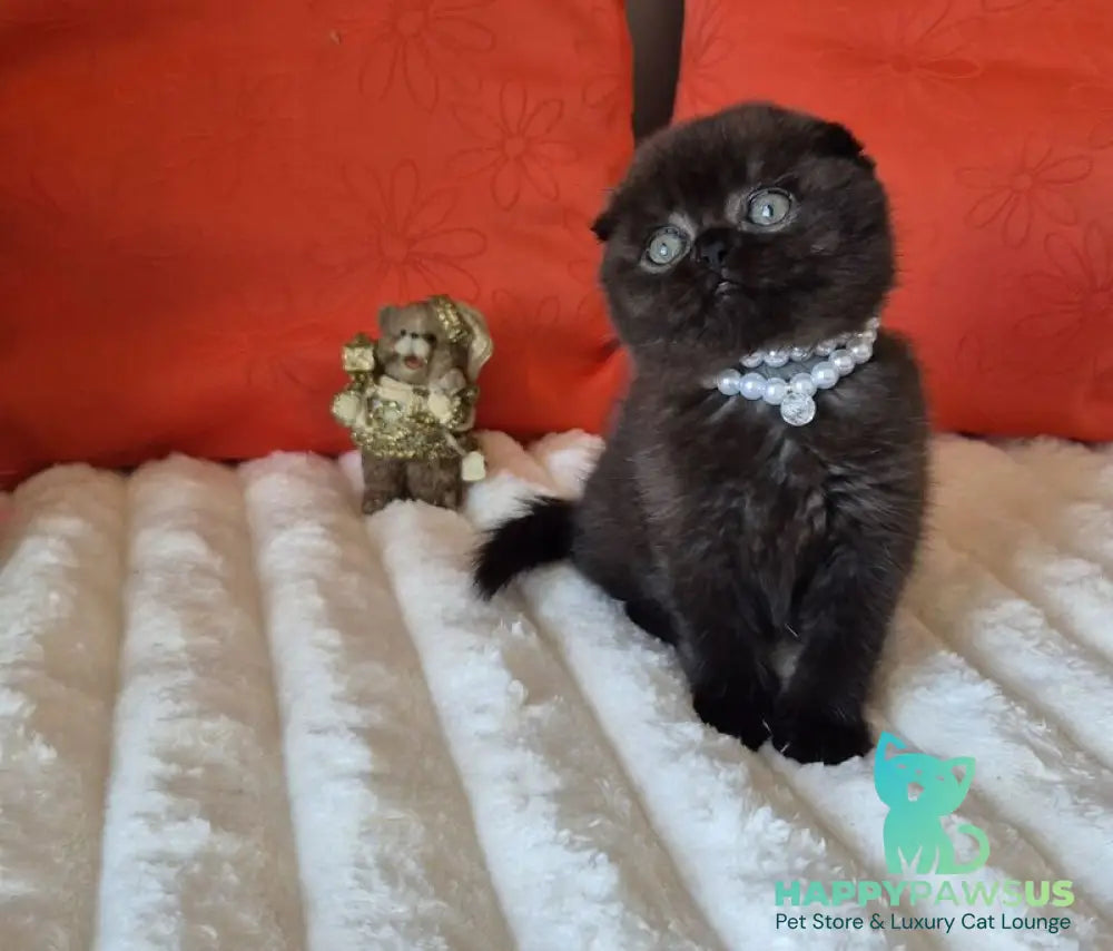 Koko Scottish Fold female chocolate - live animals