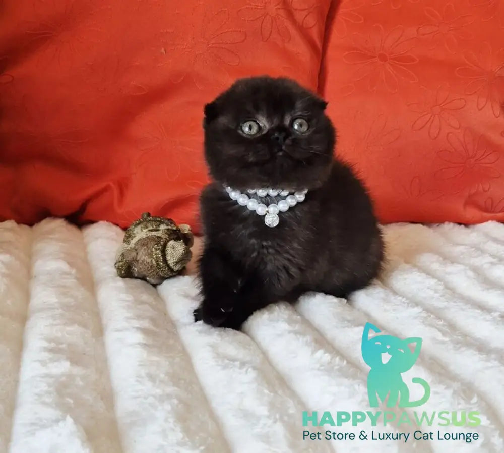 Koko Scottish Fold female chocolate - live animals