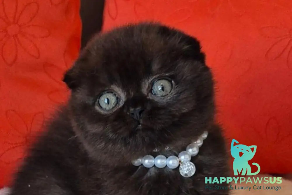 Koko Scottish Fold female chocolate - live animals