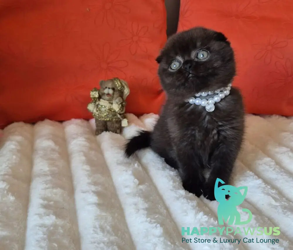Koko Scottish Fold female chocolate - live animals