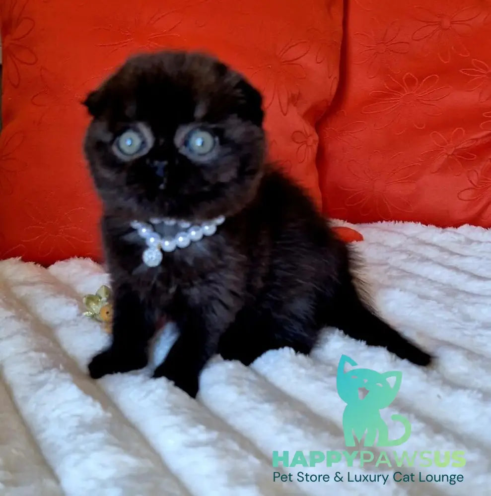 Koko Scottish Fold female chocolate - live animals