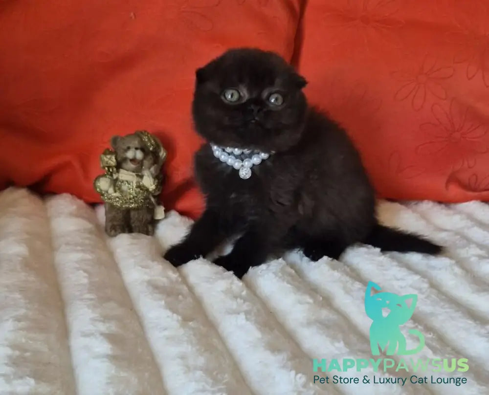 Koko Scottish Fold female chocolate - live animals