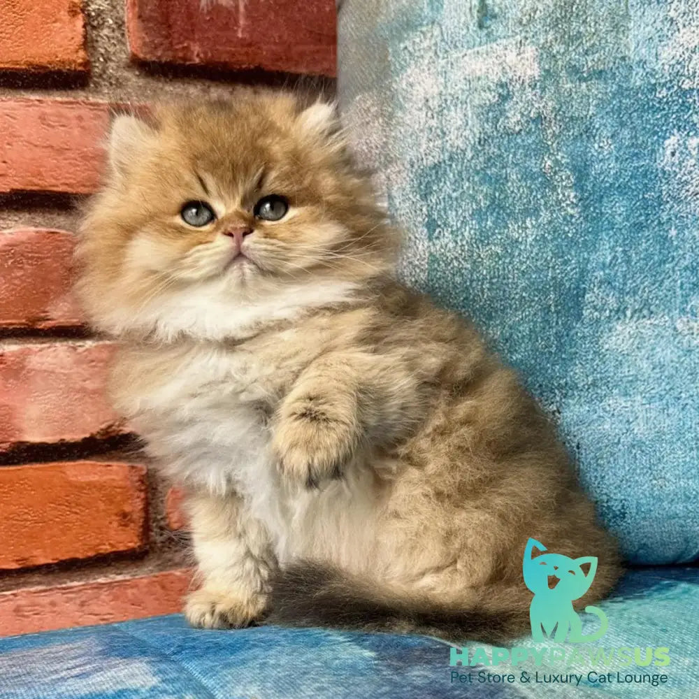 Kokos British Longhair male black golden shaded - live animals