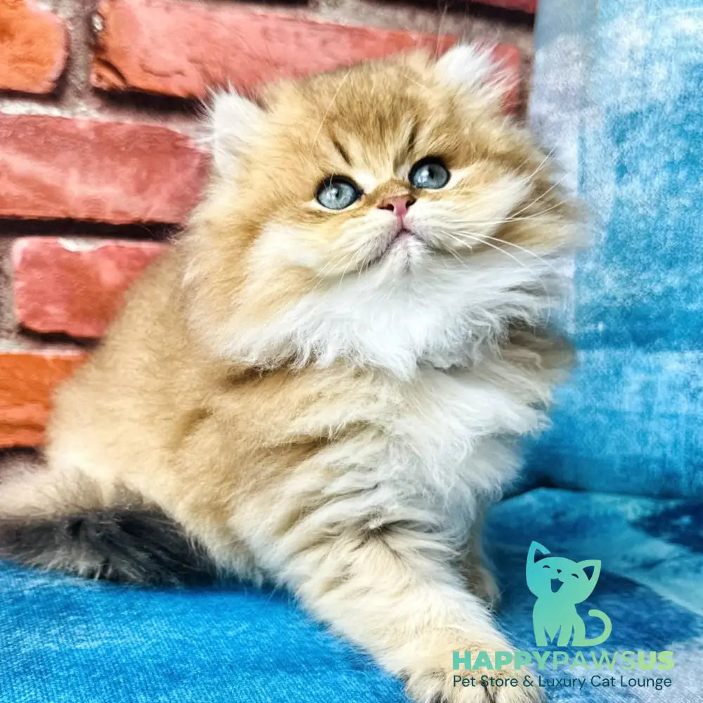 Kokos British Longhair male black golden shaded - live animals