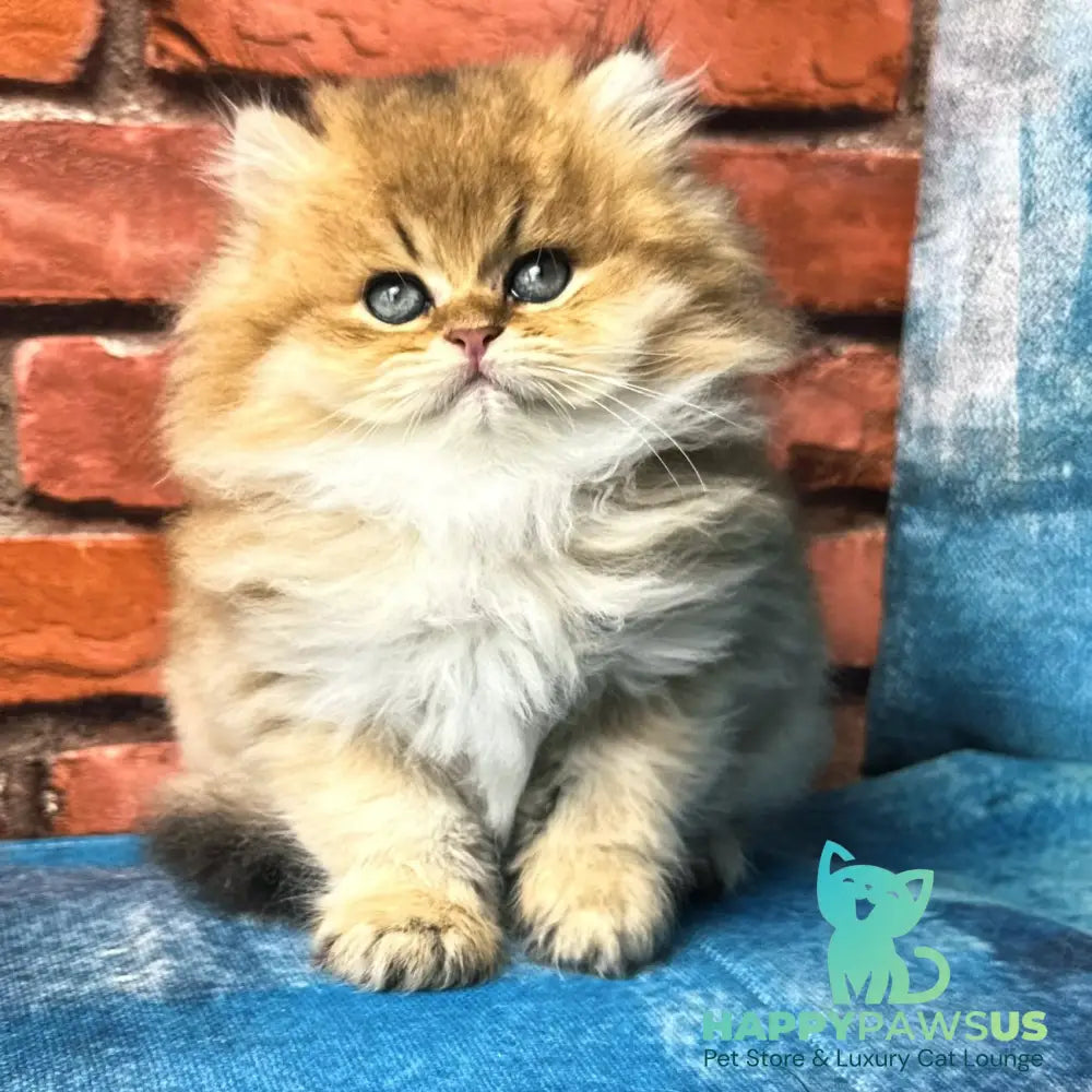 Kokos British Longhair male black golden shaded - live animals