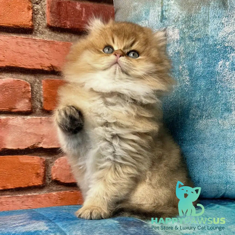 Kokos British Longhair male black golden shaded - live animals