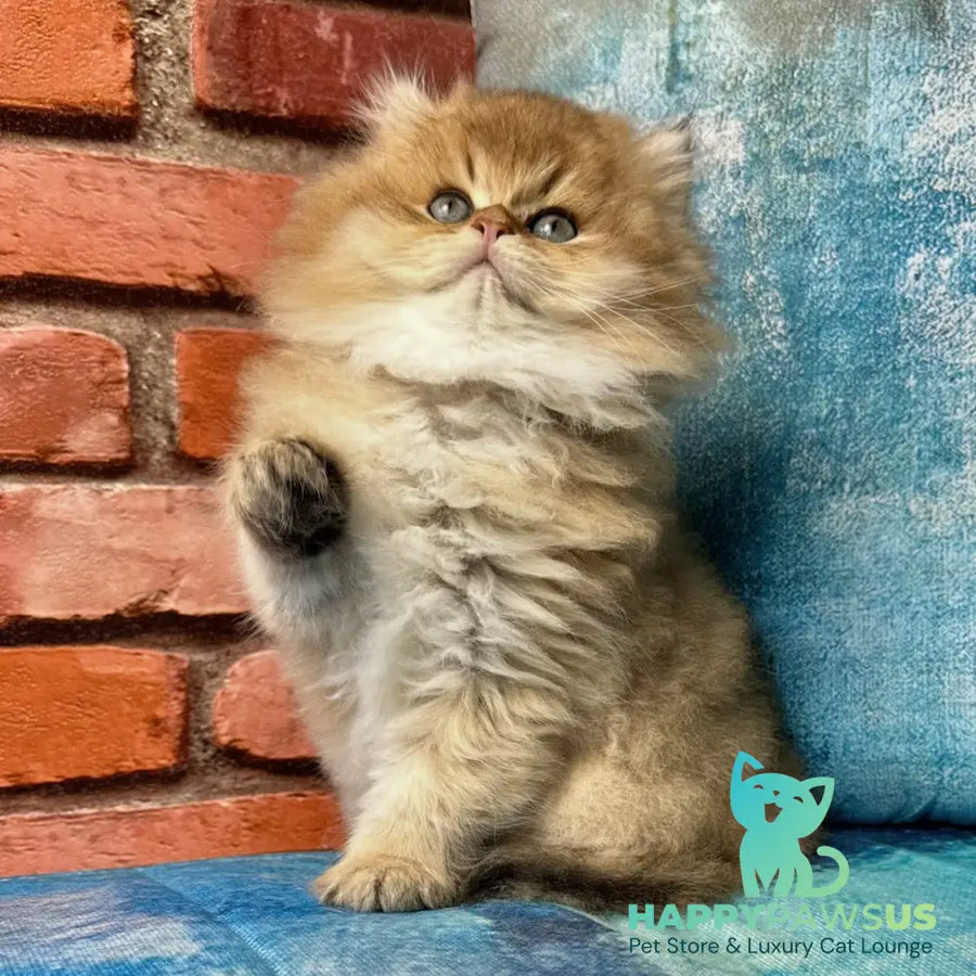 Kokos British Longhair male black golden shaded - live animals
