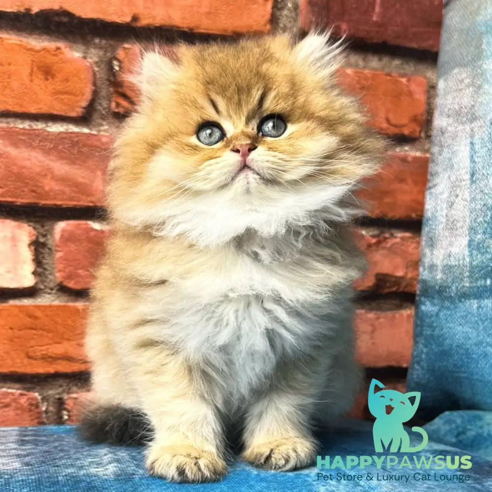 Kokos British Longhair male black golden shaded - live animals