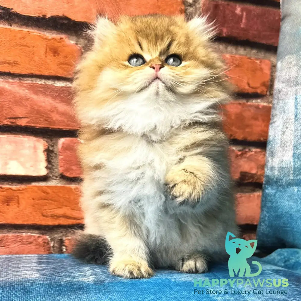 Kokos British Longhair male black golden shaded - live animals
