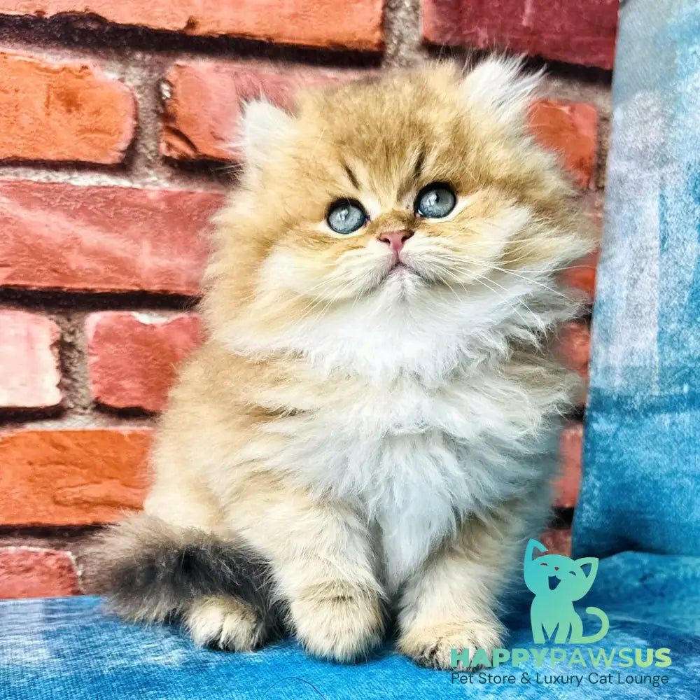 Kokos British Longhair male black golden shaded - live animals