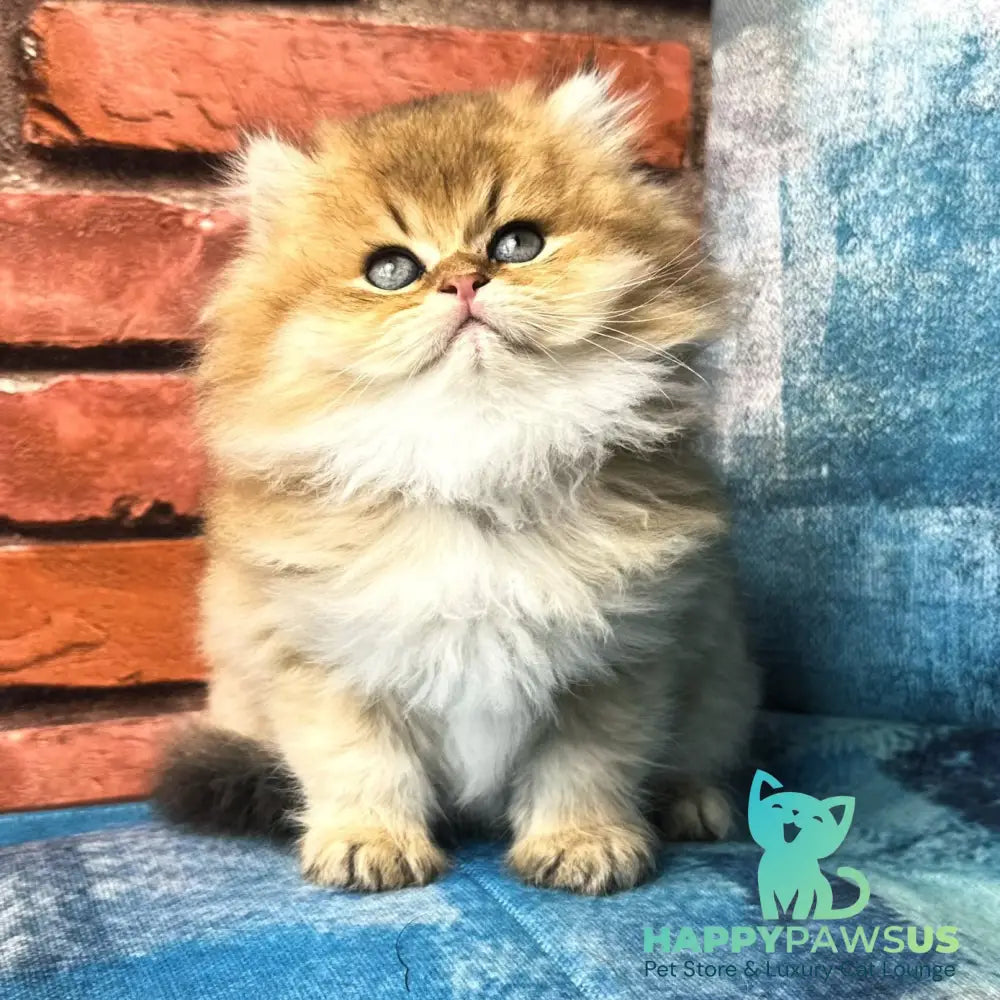 Kokos British Longhair male black golden shaded - live animals