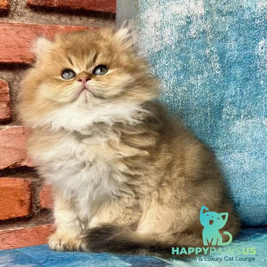 Kokos British Longhair male black golden shaded - live animals