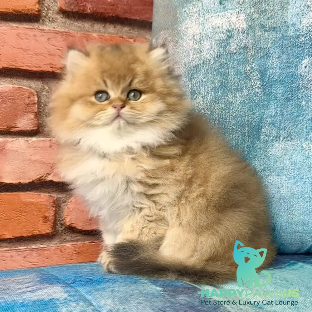 Kokos British Longhair male black golden shaded - live animals