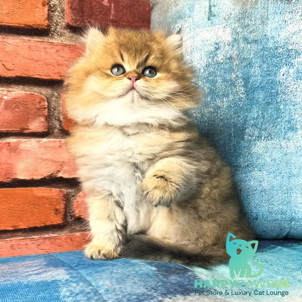 Kokos British Longhair male black golden shaded - live animals
