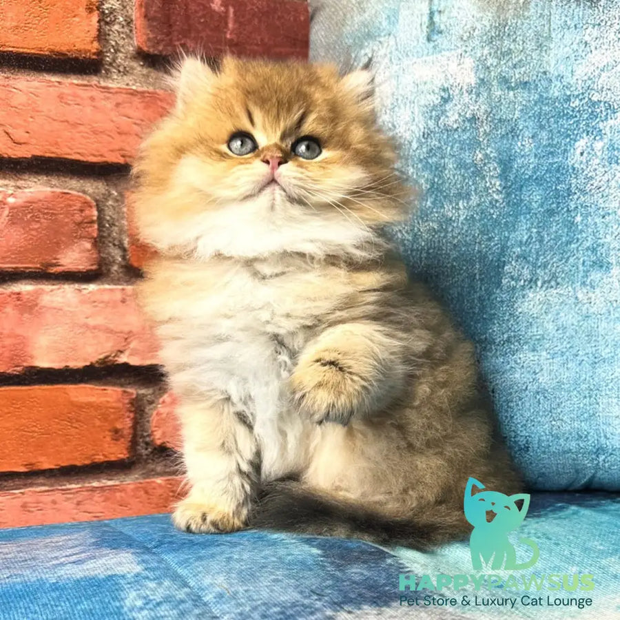 Kokos British Longhair male black golden shaded - live animals