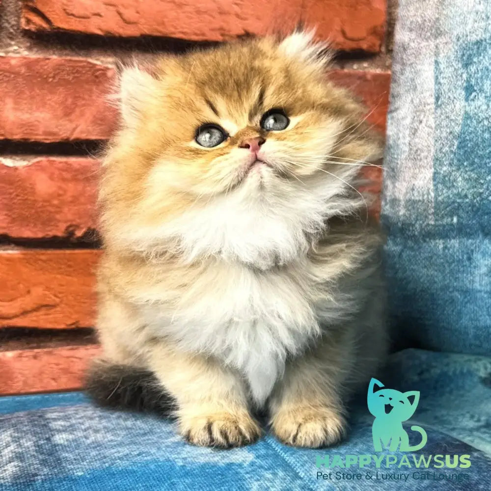 Kokos British Longhair male black golden shaded - live animals