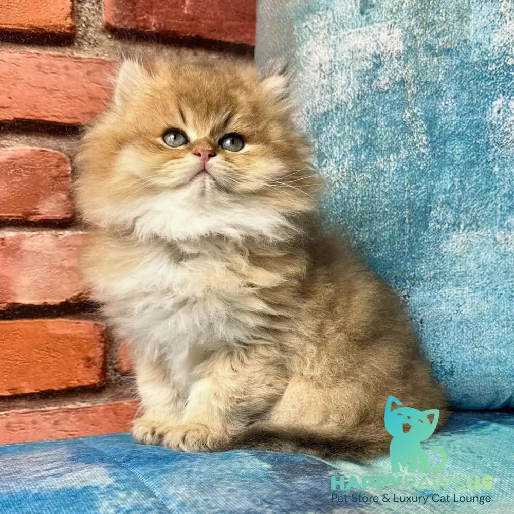 Kokos British Longhair male black golden shaded - live animals
